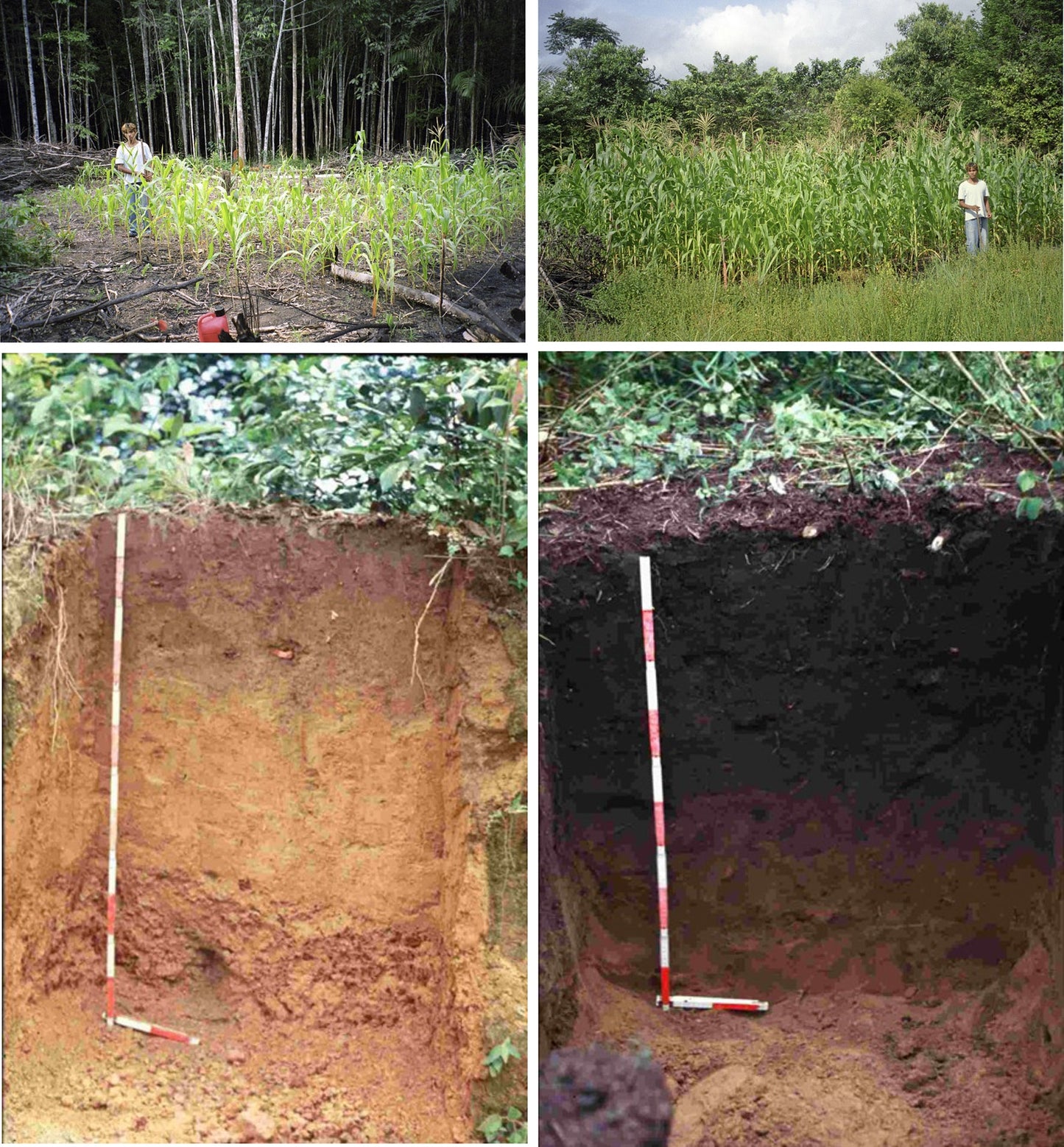 LIQUID BIOCARBON - Soil Enhancer